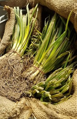 Onion sets in burlap at Northern Gardens