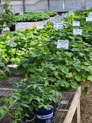 Squash, melon and cucumber starts on the benches at Northern Gardens